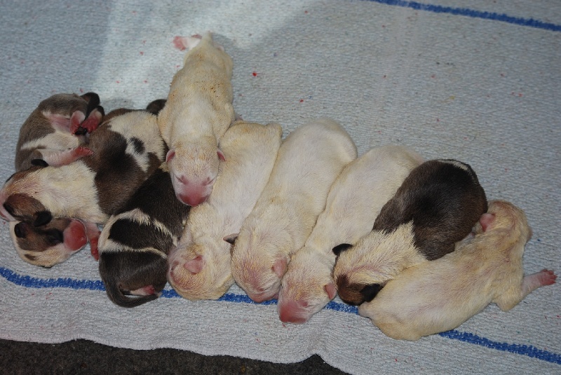 du moulin d'allamont - Bull Terrier - Portée née le 25/04/2009