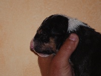 CHIOT