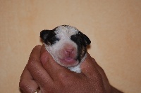 CHIOT