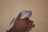 CHIOT