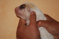 CHIOT