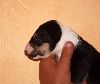 CHIOT