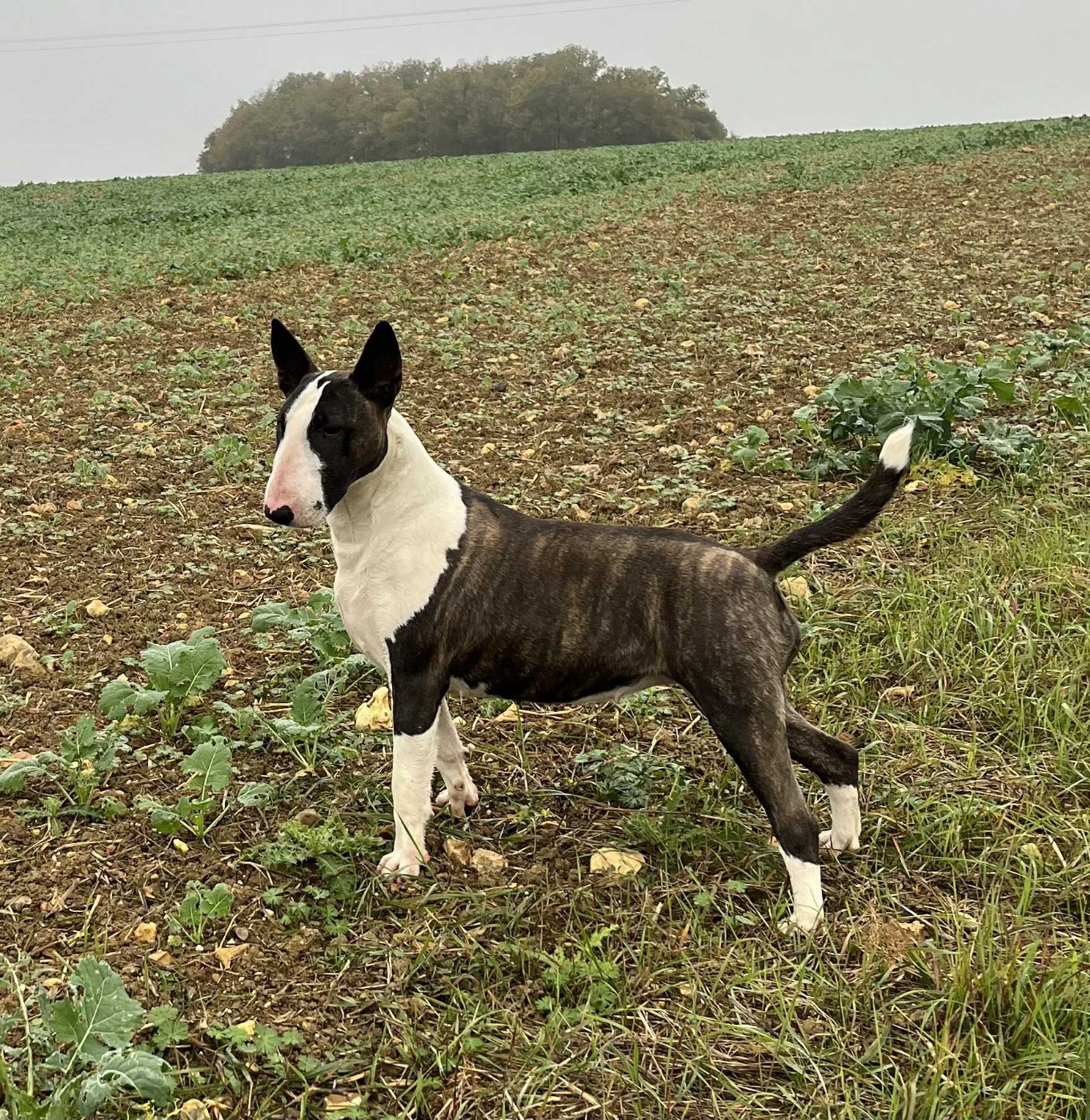 USOA BELLA du moulin d'allamont