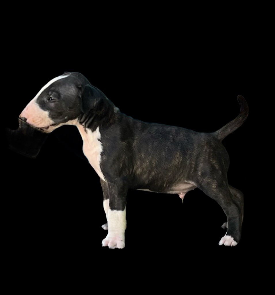 Naissance le 9Juin  de 7 chiots
