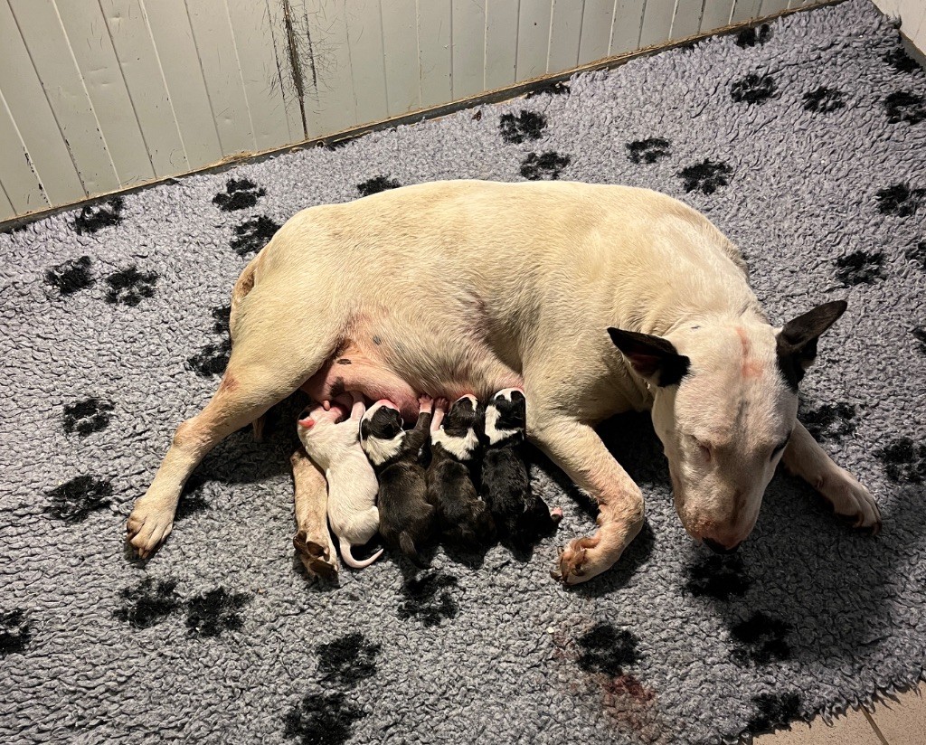 Les chiots sont nés le 30 août 2025