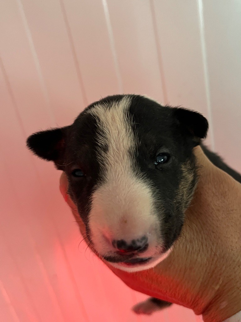 du moulin d'allamont - Chiots disponibles - Bull Terrier