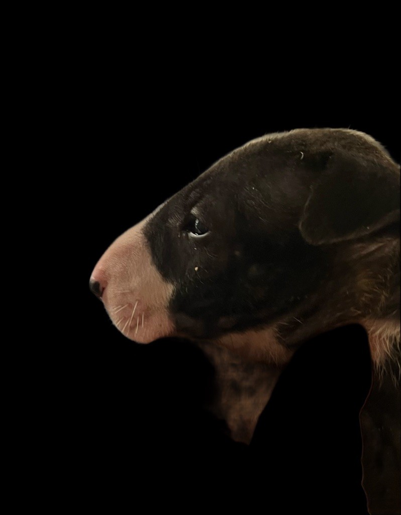 du moulin d'allamont - Chiots disponibles - Bull Terrier