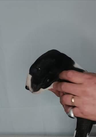 CHIOT