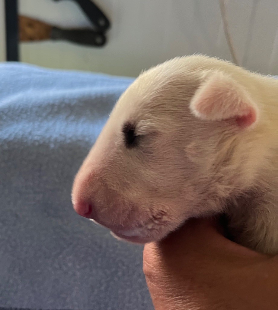du moulin d'allamont - Chiots disponibles - Bull Terrier