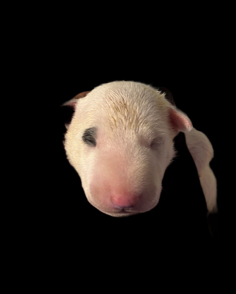 du moulin d'allamont - Chiots disponibles - Bull Terrier