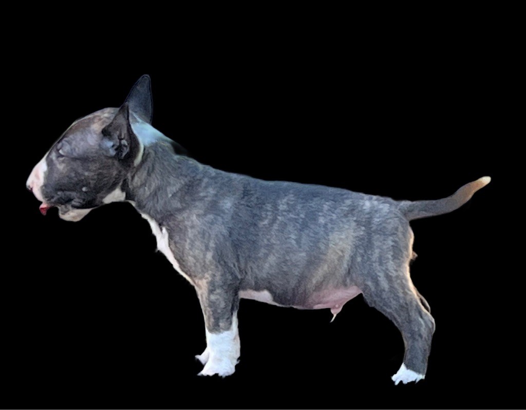 du moulin d'allamont - Chiots disponibles - Bull Terrier