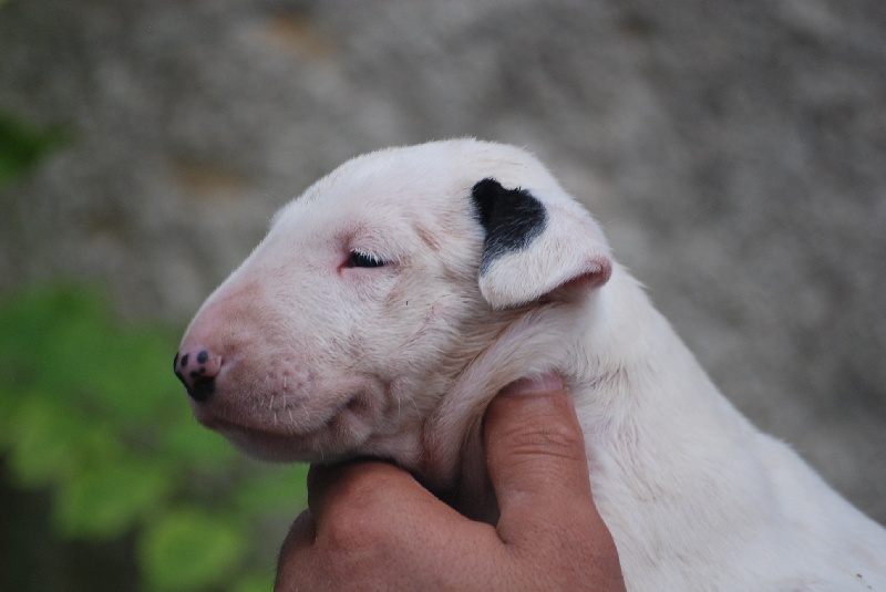du moulin d'allamont - Bull Terrier - Portée née le 19/06/2009