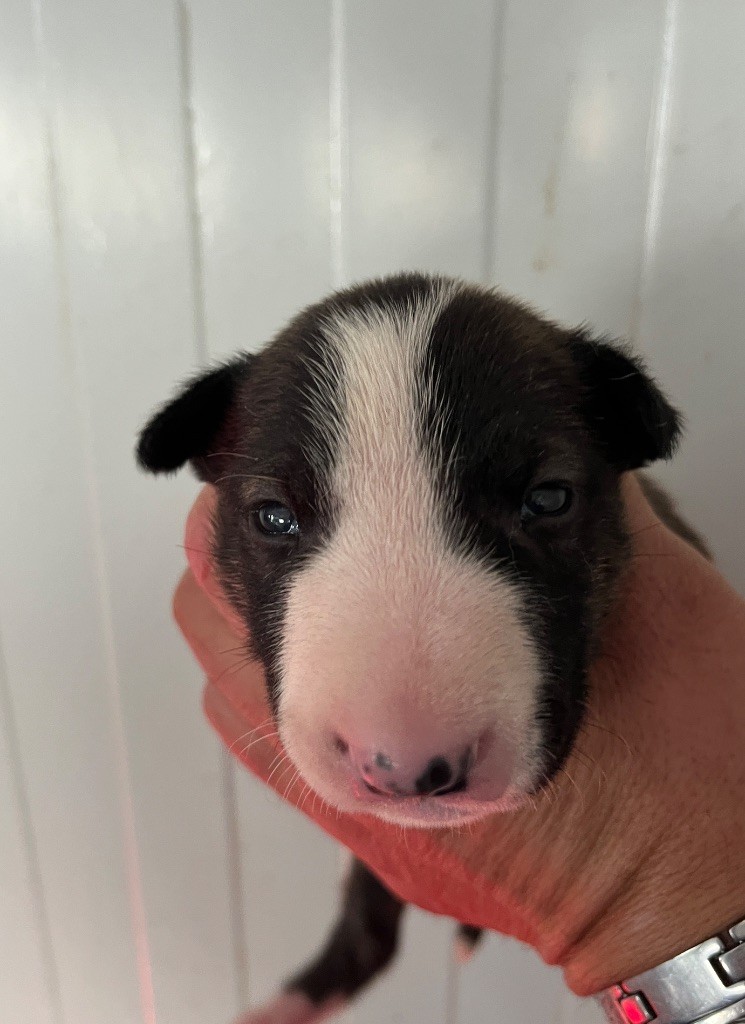 du moulin d'allamont - Chiots disponibles - Bull Terrier