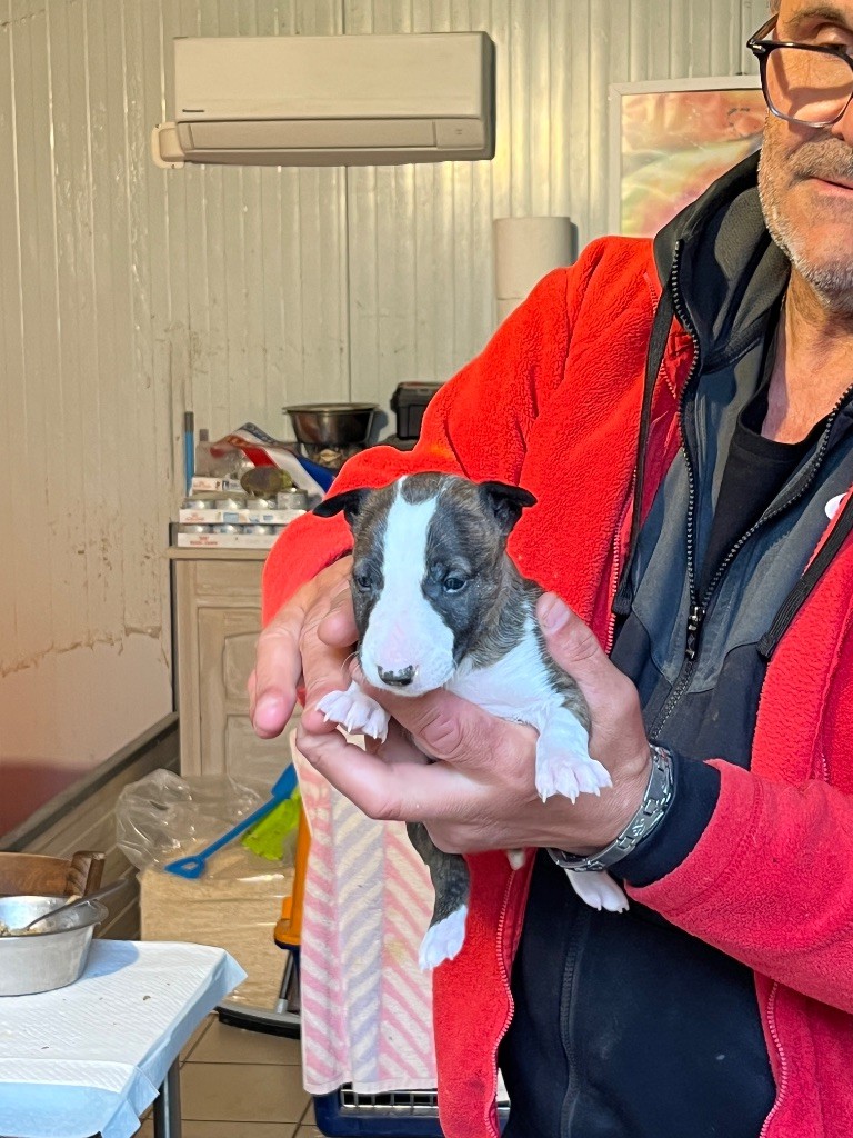 du moulin d'allamont - Chiots disponibles - Bull Terrier