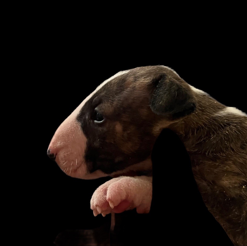 du moulin d'allamont - Chiots disponibles - Bull Terrier
