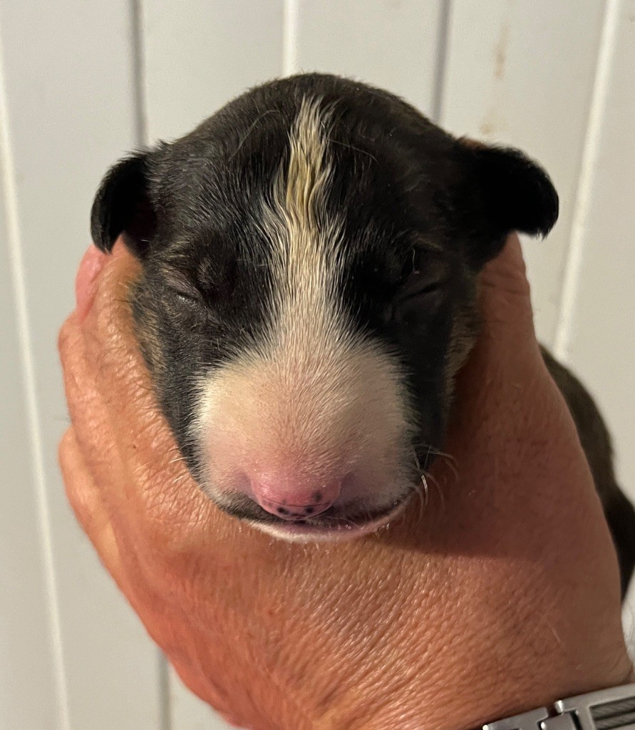 du moulin d'allamont - Chiots disponibles - Bull Terrier