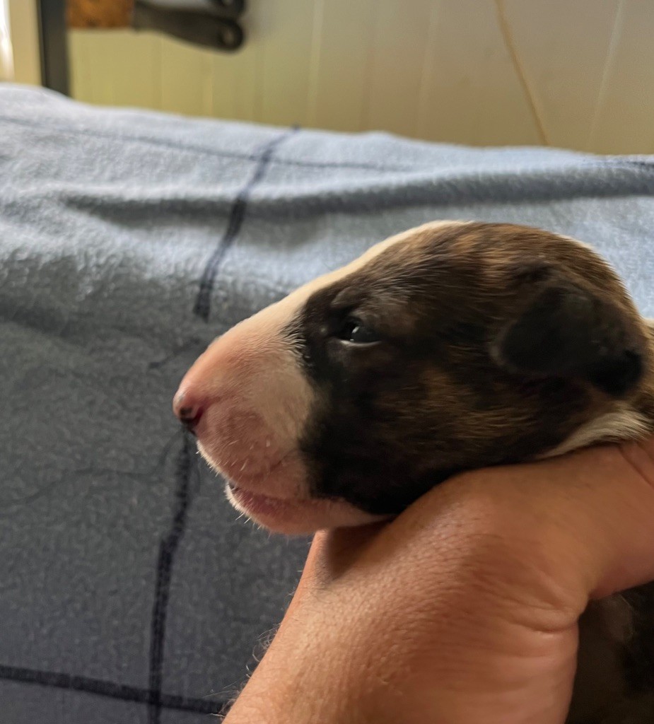 du moulin d'allamont - Chiots disponibles - Bull Terrier