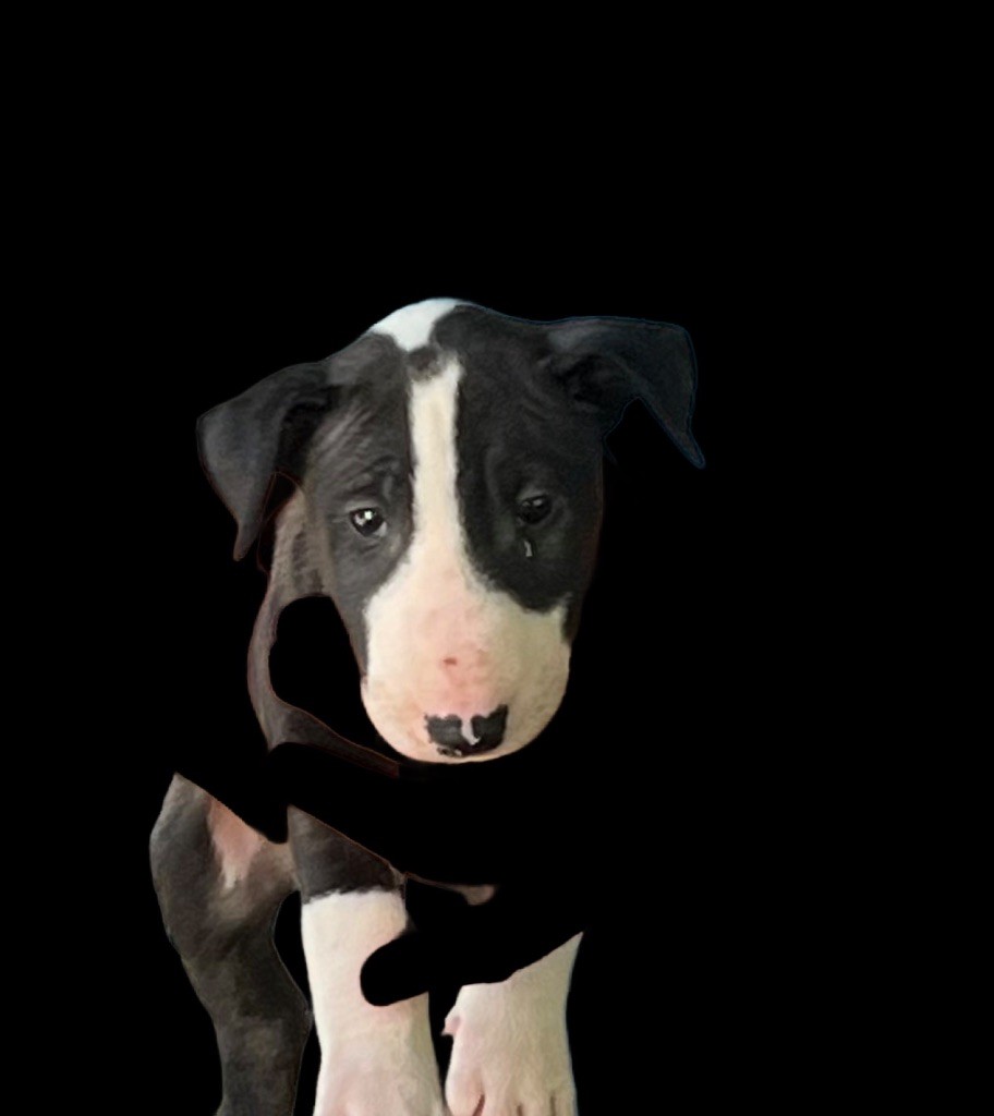 du moulin d'allamont - Chiots disponibles - Bull Terrier