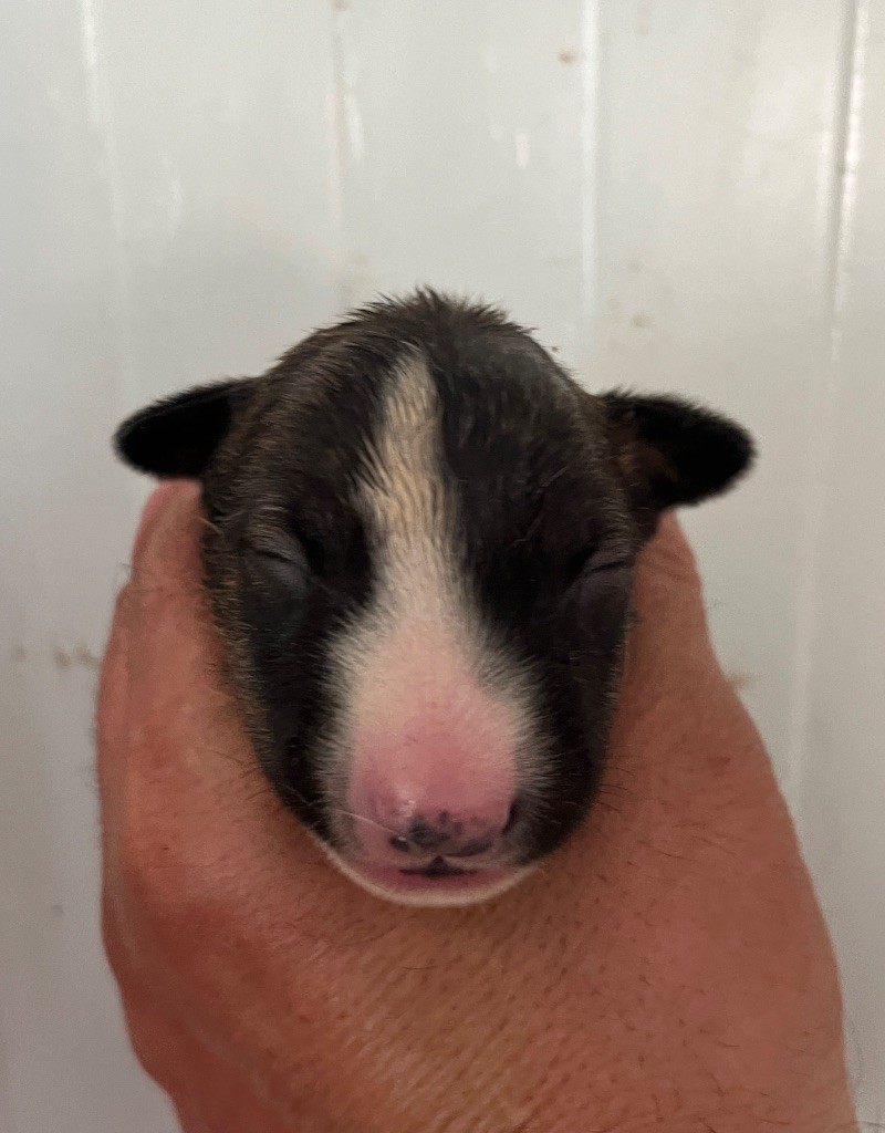du moulin d'allamont - Chiots disponibles - Bull Terrier