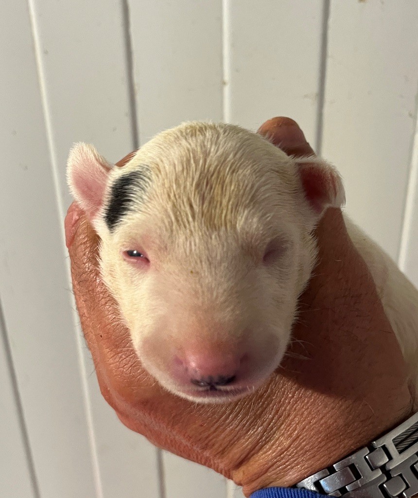 du moulin d'allamont - Chiots disponibles - Bull Terrier
