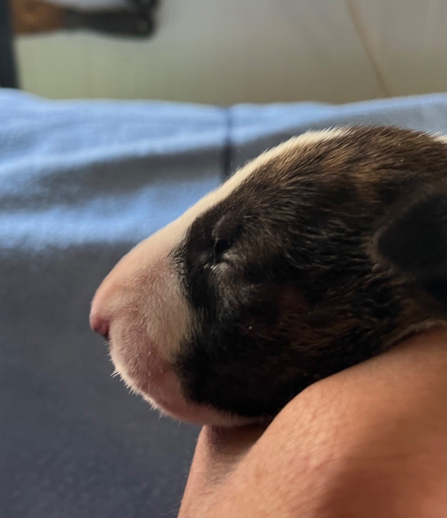 du moulin d'allamont - Chiots disponibles - Bull Terrier