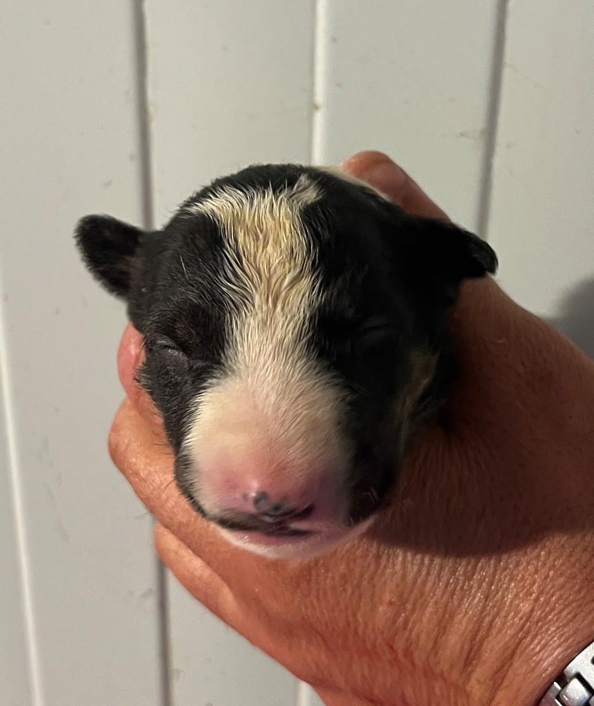 du moulin d'allamont - Chiots disponibles - Bull Terrier