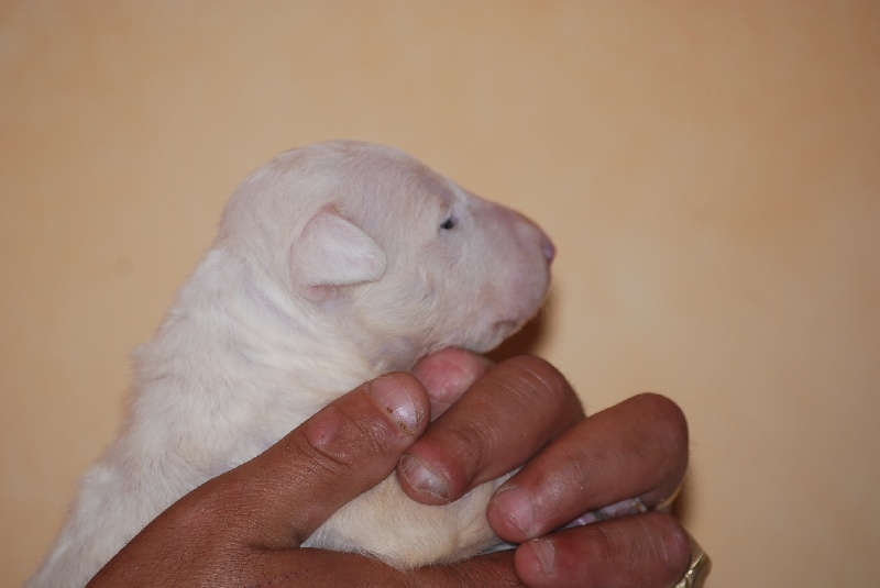 du moulin d'allamont - Bull Terrier - Portée née le 30/07/2010