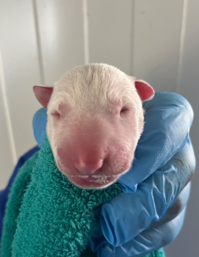 du moulin d'allamont - Chiots disponibles - Bull Terrier