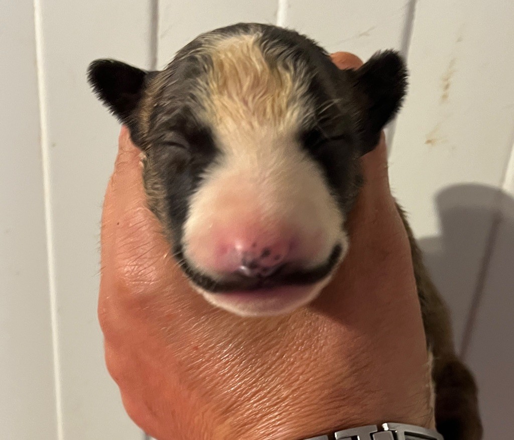du moulin d'allamont - Chiots disponibles - Bull Terrier