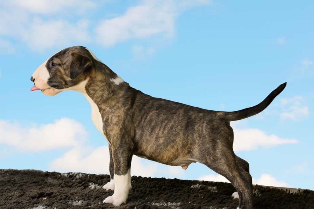 du moulin d'allamont - Chiots disponibles - Bull Terrier