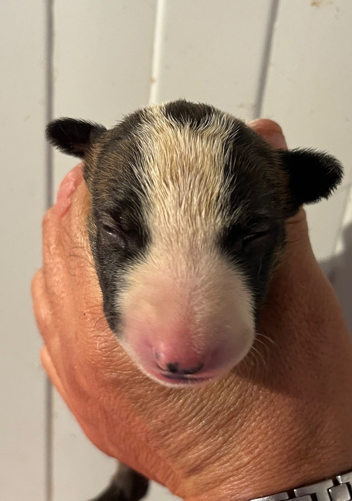 du moulin d'allamont - Chiots disponibles - Bull Terrier