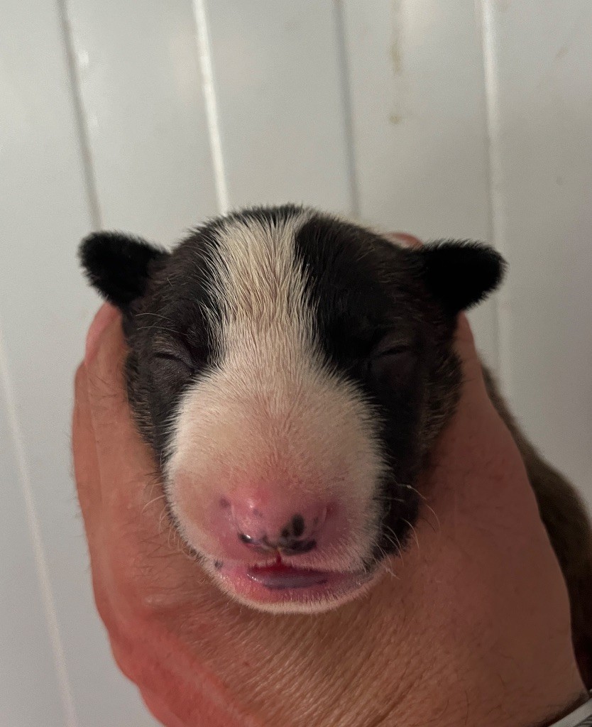 du moulin d'allamont - Chiots disponibles - Bull Terrier
